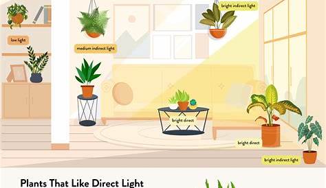 indoor plant light requirements chart