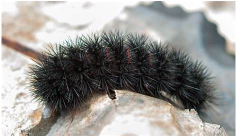 Black Caterpillars: An Identification Guide to Common Species | Owlcation