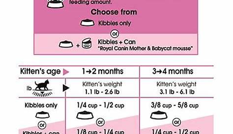 Feeding Chart Newborn For Kittens - newborn kittens
