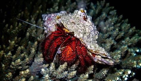 Giant Hermit Crab - Seaunseen