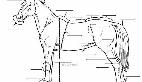 Free Printable Horse Anatomy Worksheets – Thekidsworksheet