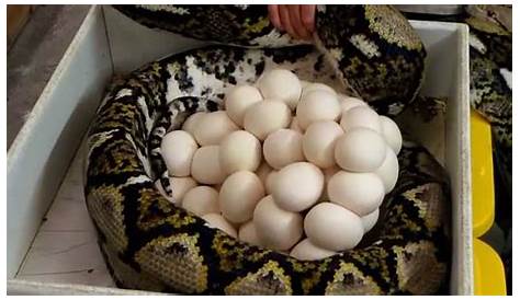 Record Breaking Giant Python Eggs - YouTube