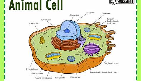 Generalized Animal Cell Worksheet / Animal Cell Worksheets in 2020