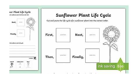 life cycle of plant worksheets