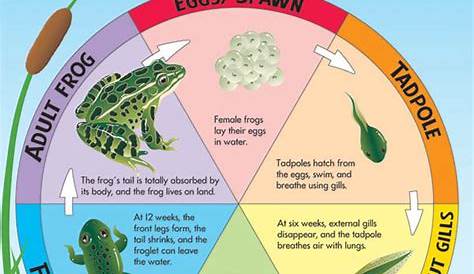 Life Cycle of a Frog Learning Chart | Trend Enterprises | 9781587923517