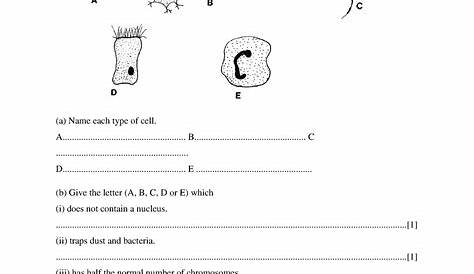 specialized cells worksheets