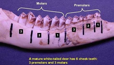 whitetail deer teeth age chart