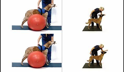 Printable Exercises - Canine Exercise Solutions