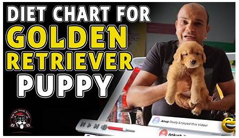 golden retriever puppy food chart