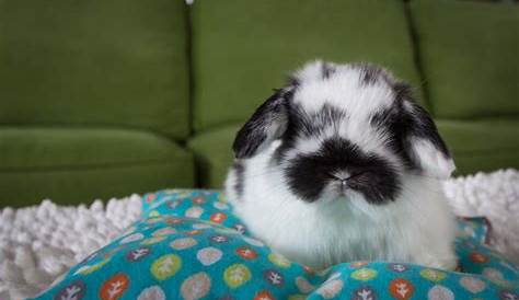 holland lop breeding color chart