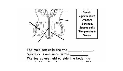 reproductive system activity worksheets