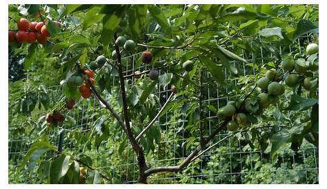 multi graft fruit trees