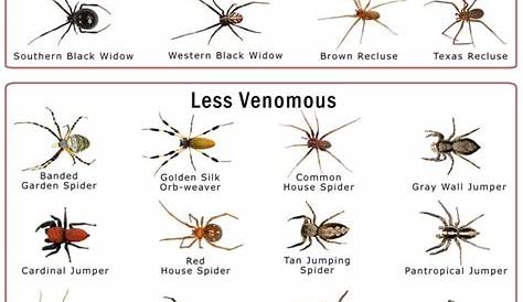 Spiders in Texas: List with Pictures
