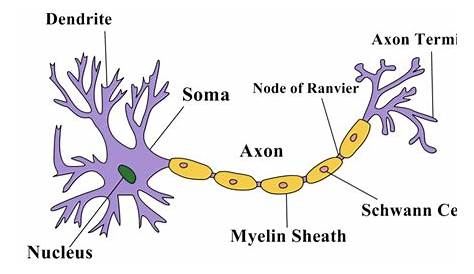 Structure of a Neuron - Owlcation