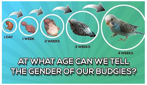 What is the earliest age you can tell your budgie's gender? - YouTube