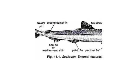 External Features of Dogfish (Scoliodon): With Diagram | Chordata | Zoology