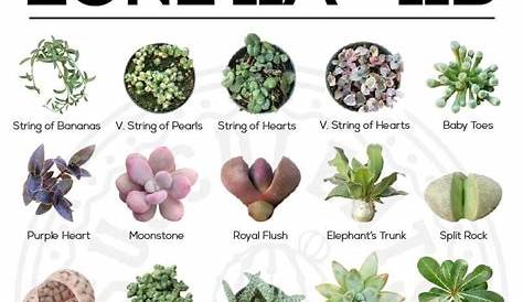 Succulents Types | Types Of Succulent Plant