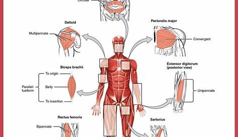 how muscles are named worksheet