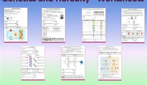 heredity and genetics worksheet