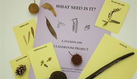 Seed Identification KIt | Young Naturalist Company