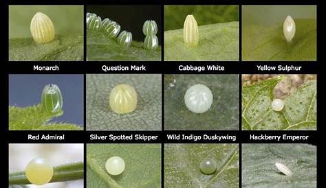 insect egg identification chart