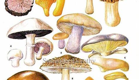 Wild Mushroom Season Chart - All Mushroom Info