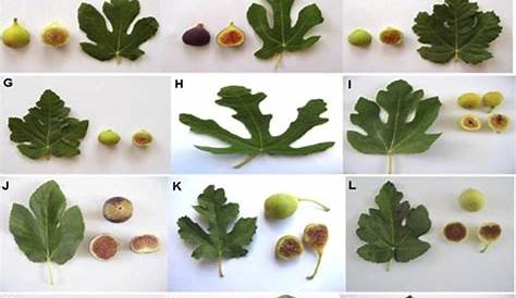 Leaf and fruit shapes of edible Ficus carica varieties in Fars