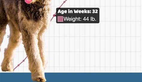 Aussiedoodle Size Chart With 39,500+ Aussiedoodle Weight Data Points