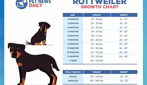 Rottweiler Growth Chart: How Big Will Your Rottweiler Get? - Pet News Daily