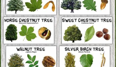 Mn Tree Identification Guide