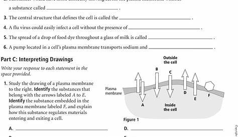 Chapter 7 Section 2 The Plasma Membrane Worksheet Answers — db-excel.com