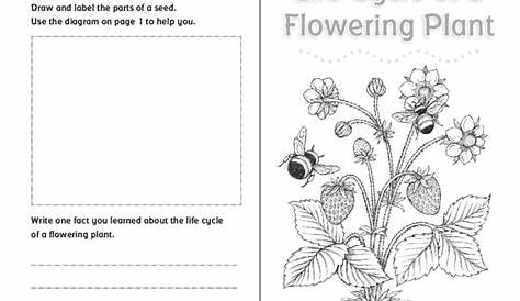 3rd grade plant life cycle worksheet