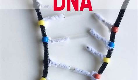 Build your own DNA. Kids will see how the base pairs combine and it