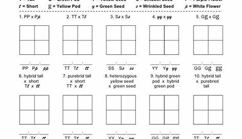 punnett square dihybrid cross worksheets