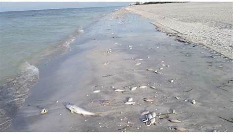 Red tide questions surface at Siesta gathering | Siesta Key | Your Observer