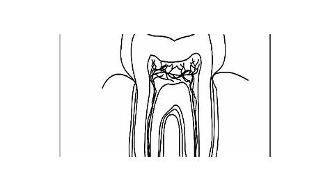 10 Best Images of Parts Of The Tooth Worksheet - Tooth Parts, Tooth