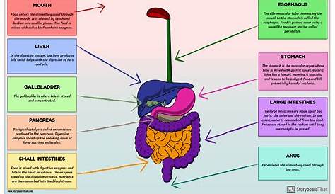 career step digestive system diagram