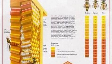 Honey Bee Life Cycle Chart, 64x88cm | didactic material and