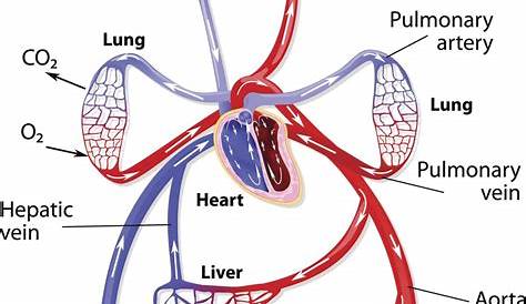 A Simple Schematic Of A So Called General Circulation
