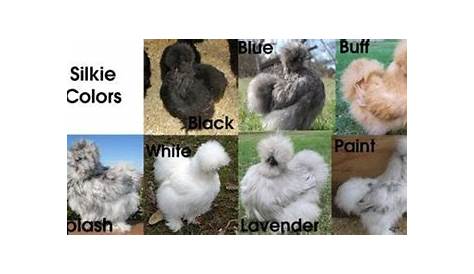 Silkie colours | Silkie chickens colors, Silkie chickens, Chicken coloring