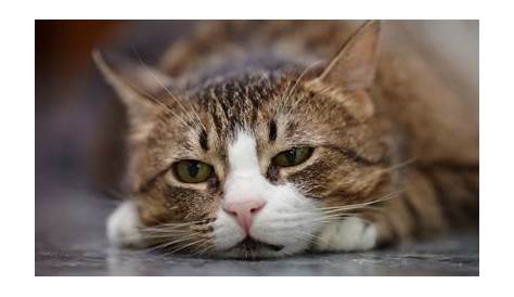 Azithromycin For Cats: Dosage, Safety & Side Effects - All About Cats