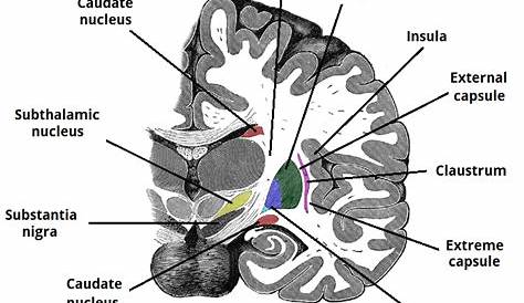 basal ganglia circuit diagram