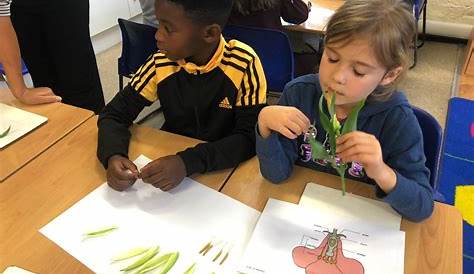 Dissecting Flowers - Primrose Hill Primary School