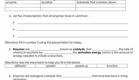 enzymes at work worksheet answers
