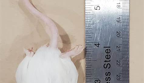 frozen mice size chart
