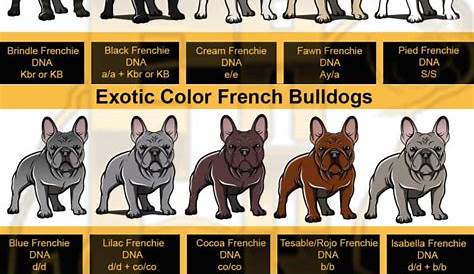 akc french bulldog standard colors chart