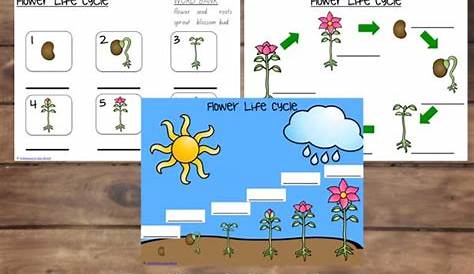 flower life cycle for kids