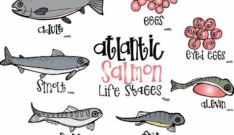 salmon life cycle worksheets