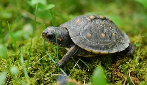 How Long Can Turtles Live Without Food? - TurtleHolic