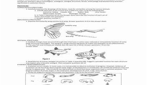 50 Evidence Of Evolution Worksheet Answers